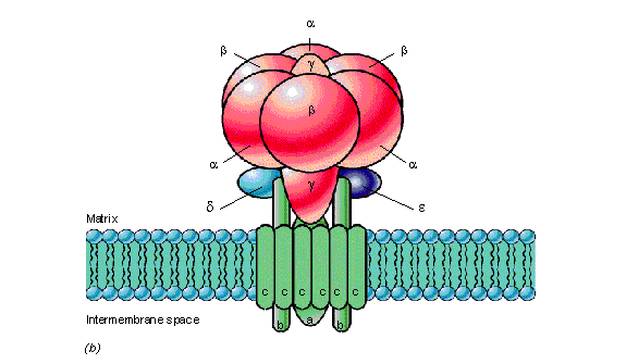ATPase molecule and membrane
